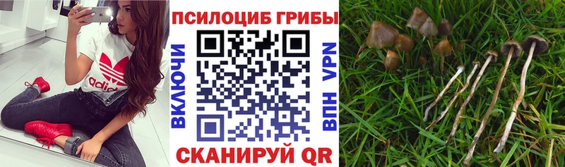 где можно купить darknet телеграм Галлюциногенные грибы GOLDEN TEACHER Нестеров